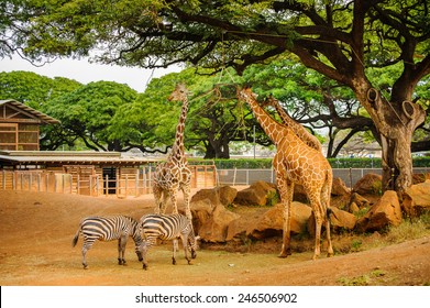Giraffes in the zoo 
