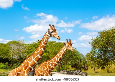 giraffes in the zoo safari park. Beautiful wildlife animals on sunny warm day.
