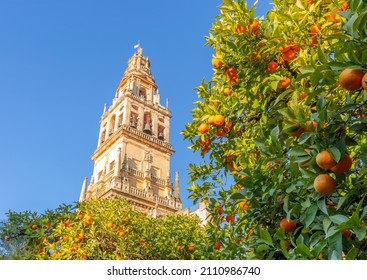 Giralda and orange tree courtyard, It's the name given to the bell tower of the Cathedral of Santa Maria de la Sede of the city of Seville, in Andalusia, Spain. - Powered by Shutterstock