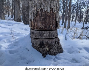 Girdle Around A Tree Trunk