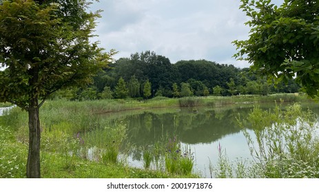 A Girdle Of Trees Around A Pond