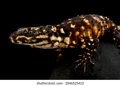 Warren’s Girdled Lizard (Smaug Warreni Warreni)