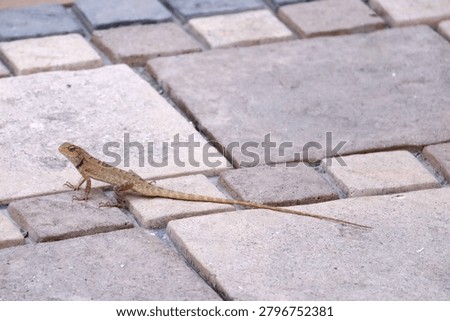 Girgit, Indian garden lizard, common garden lizard Oriental garden lizard(Calotes versicolor) in the garden.
