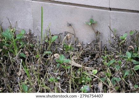 Girgit, Indian garden lizard, common garden lizard Oriental garden lizard(Calotes versicolor) in the garden hiding in plants.