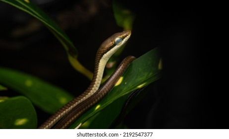 Giri's Bronzeback Snake Is Endemic To The Western Ghats. It’s A Thin, Slender Snake With Thin Long Tail, Its Upper Body Is Brown Or Golden Brown With Sky Blue Coloured Edges On The Forebody’s Scales.