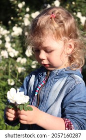 Girl 3 Years Old Curly Blonde Looks At A White Rosehip Flower Next To A Flowering Bush At Sunset