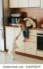 Girl 9 Years Old With Long Hair Model Plays With Pet White Dog Maltese School Girl At Home Lifestyle In Beige Kitchen No Allergy Veterinarian