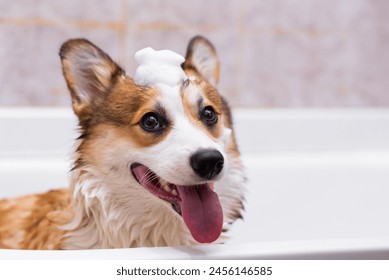 Girl bathes a Pembroke Welsh Corgi puppy in the shower. Funny dog with his tongue hanging out and foam on his head. Happy little dog. Concept of care, animal life, health, show, dog breed - Powered by Shutterstock