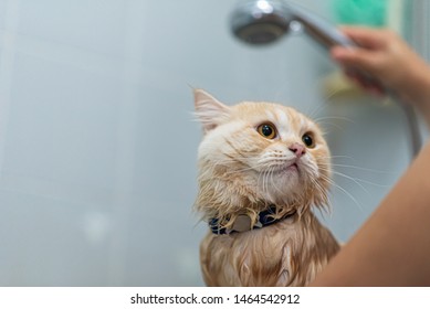 The girl is bathing her pet cat in the bathtub at her bathroom. , Lighting from led fluorescent lamps - Shutterstock ID 1464542912