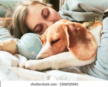 Girl And Beagle Dog Sleep Together. Girl Hugs A Dog. Home Pet. Love.