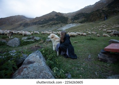 a girl with a big dog sit on the grass in the mountains and watch the sheep. a woman tourist with a shepherd dog herds sheep. evening - Shutterstock ID 2256263605