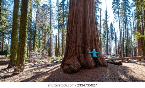 Girl in blue jacket hugs burnt massive sequoia tree trunk. Connectedness to nature. Sequoia National Park in the Sierra Nevada, California, USA.	 - Powered by Shutterstock