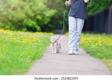 A girl in blue jeans walking an adorable white British cat , in the spring, in the park