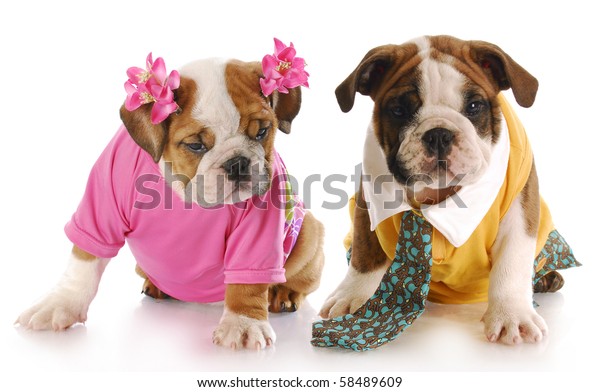 Girl Boy English Bulldog Puppies Dressed Foto Stock Modifica Ora