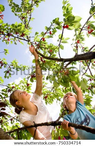 Similar – Senior woman and little girl picking apples from tree