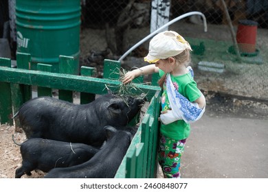 girl with a broken arm feeds pigs, piglets, farm animals, pets, child cares for animals   - Powered by Shutterstock