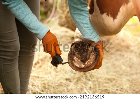 A girl in brown gloves cleans the horse's hooves with a special hook. Horse hoof cleaning, horse care.