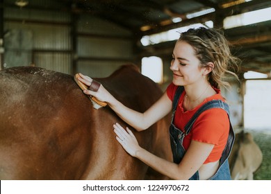 Girl brushing a chestnut horse - Powered by Shutterstock