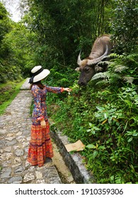 Girl with a buffalo on a mountain rock pathway in Sapa, Vietnam.