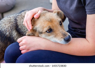 The Girl Cares About A Sick Dog. People And Animals