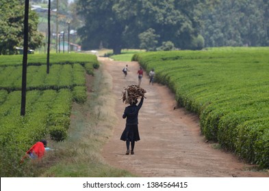 Girl Carrying Fire Wood At A Tea Farm In Limuru, Kenya