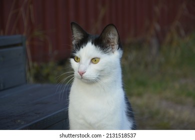 girl cat in loviisa (a)vernaerika ig