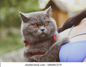 Girl and cat. Scottish cat. Banner. Sexy woman holding cat. Sexy girl playing with pet in weekend leisure time