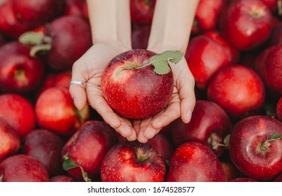 Girl caucasian hand holding red Apple on branch in hand during autumn harvest in orchard. apples in background. green leaf on apple.