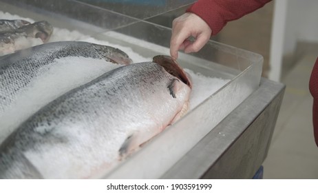Girl checks freshness of chilled trout on counter in store. Checks color of gills. Concept of checking qualities of seafood on market