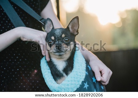 Girl with chihuahuas in a bag. Teenage girl with a dog. Girl and pet