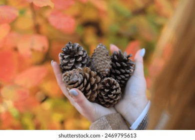 A girl collects cones in the autumn forest - Powered by Shutterstock