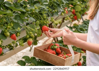 The girl collects large ripe red strawberries from the garden in a basket for the harvest. Strawberry picking by children, the summer season of delicious berries. Selective focus - Powered by Shutterstock