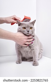 La chica peina el pelo de un gato británico de pelo corto