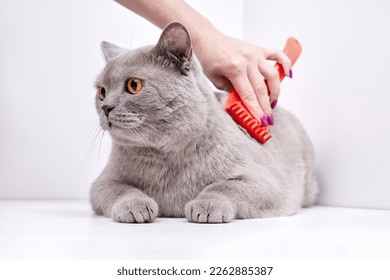 The girl combs the hair of a british shorthair cat - Shutterstock ID 2262885387
