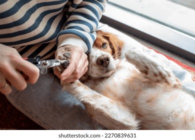 Girl cuts the claws of her white and red dog. Cute fluffy pet lies on her owner's lap with her paws up. Horizontal photo, using of the nail cutter - Powered by Shutterstock