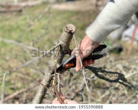 Girl cuts dry bush branches with pruners in spring garden. Woman's hands close up.