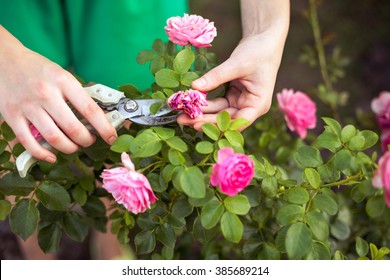 Girl Cuts Or Trims The  Bush (rose) With Secateur In The Garden