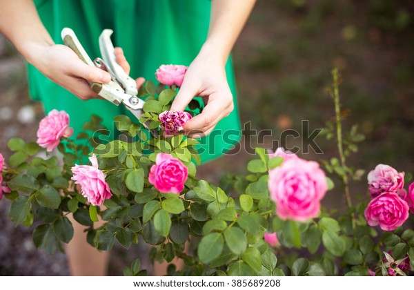 Girl cuts or trims the  bush (rose) with secateur\
in the garden