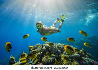 girl dives in a tropical sea with corals and fish - Powered by Shutterstock