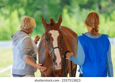 Girl doctor examines the horse at the competition.  - Powered by Shutterstock