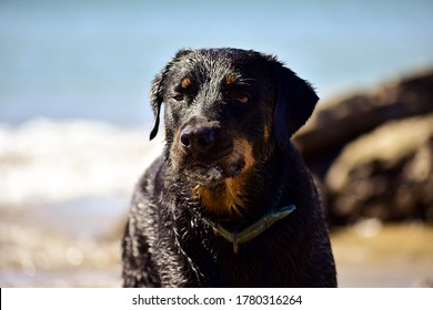 Girl Dog Caught In A Moment Of Time Where She Is Not Enjoying The Sea Water She Just Swallowed