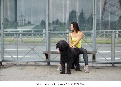 Girl and dog sit at the tram station. Black briard and young woman are waiting on the public transport stop after walking outdoors.