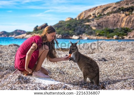 girl in dress feeds, petts and cuddles wild kangaroo on lucky bay beach in west australia; paradise beach with kangaroos; petting a wild kangaroo