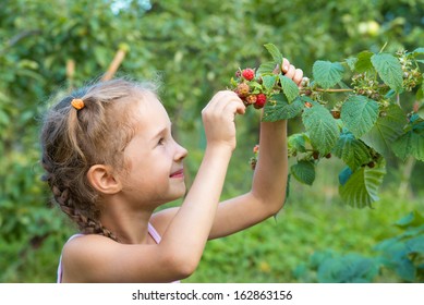 Girl  Eating Ripe Healthy Berries From The Bush. Little Girl Picking Raspberries. Kids Pick Fresh Fruit On Organic Raspberries Farm.