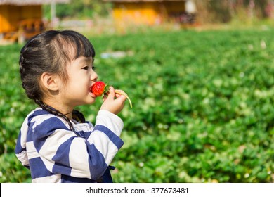 Girl eating strawberries at organic farm ,Chiang Mai, Thailand.