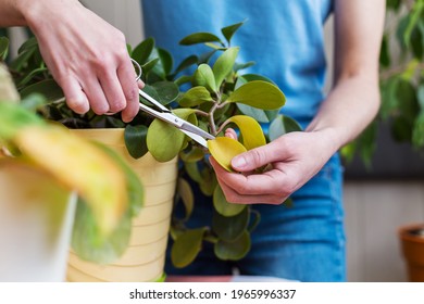 A girl is engaged in pruning house plants, a woman is cutting yellow leaves, a girl is caring for indoor plants, a home greenhouse, potted plant - Powered by Shutterstock