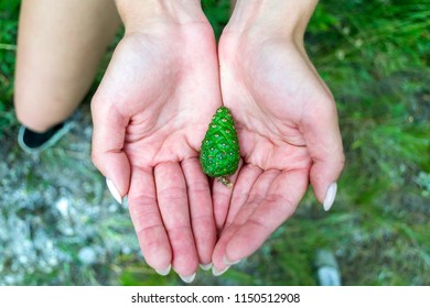 A girl of European nationality holds a young bright green cone on two folded palms - Shutterstock ID 1150512908
