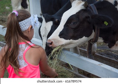 A Girl Is Feeding A Cow