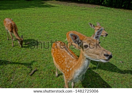 Similar – Image, Stock Photo The japanese deer