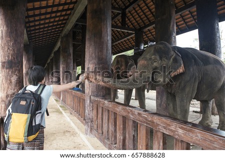 Girl is feeding elephant